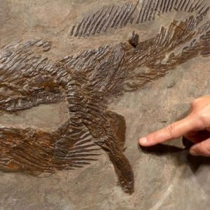 f131fossilsharkforsale 01261