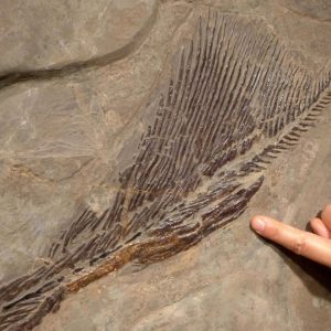 f131fossilsharkskeleton 72364