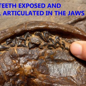 f131fossilsharkteeth 72615