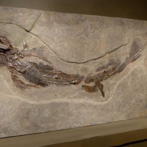 f131largearchitecturalinteriordesignfossils 86198