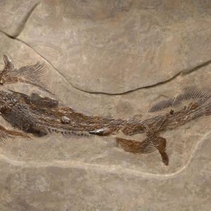 f131lebachacanthuspermiansharkfossil 18832