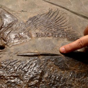 f131orthacanthus 66421