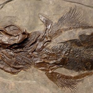 f131orthacanthuslebachacanthusfossil 50768