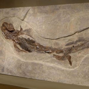 f131orthacanthuslebachacanthusshark 12664