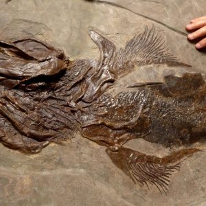 f131permianlargesharkfossilskeleton 44539