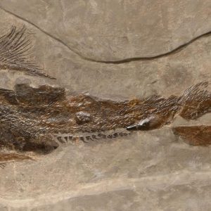 f131permiansharkfossils 67045