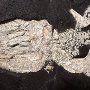 shx1fossilorthacanthus 97808