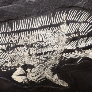 shx1fossilsharkforsale 50929
