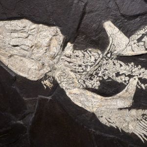shx1fossilsharkskeleton 67759