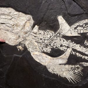 shx1largestorthacanthusshark 20081